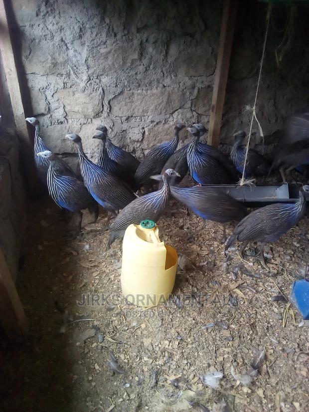 Guinea Fowl Vulturine Pair - thumbnail 4