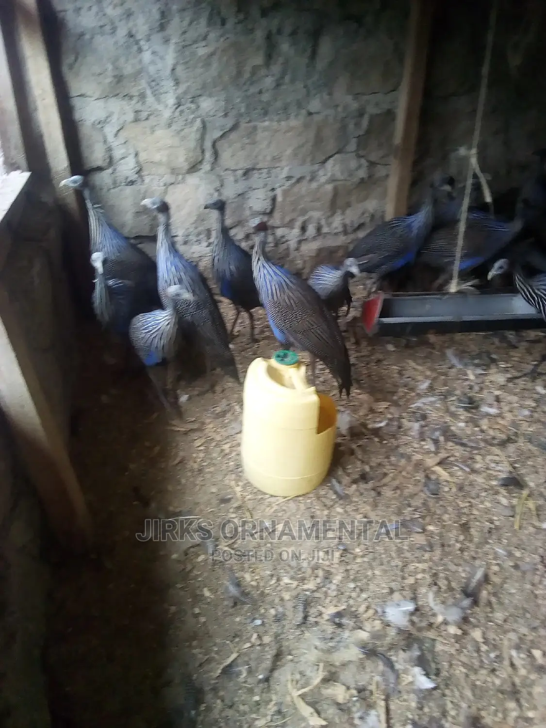 Guinea Fowl Vulturine Pair