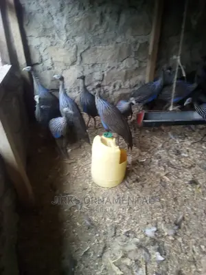 Guinea Fowl Vulturine Pair