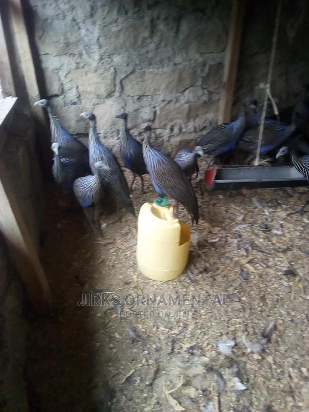 Guinea Fowl Vulturine Pair - thumbnail 5