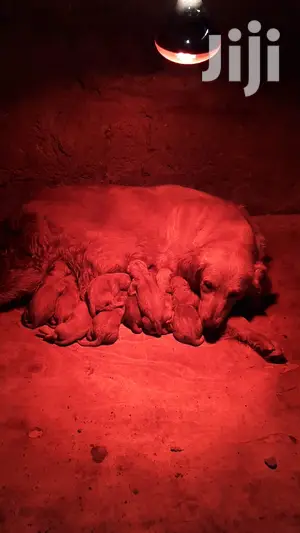 1-3 month Male Purebred Golden Retriever