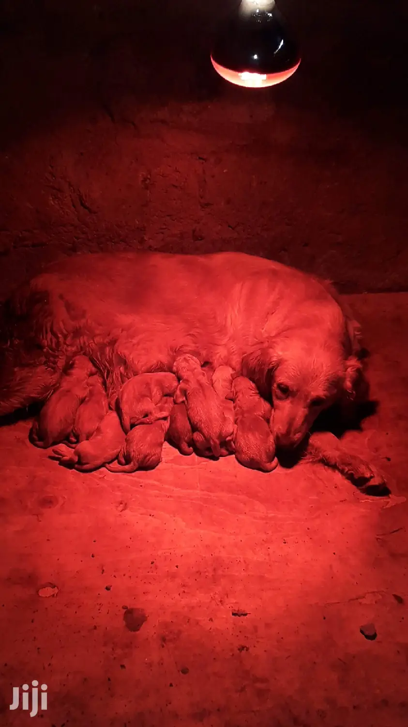 1-3 month Male Purebred Golden Retriever
