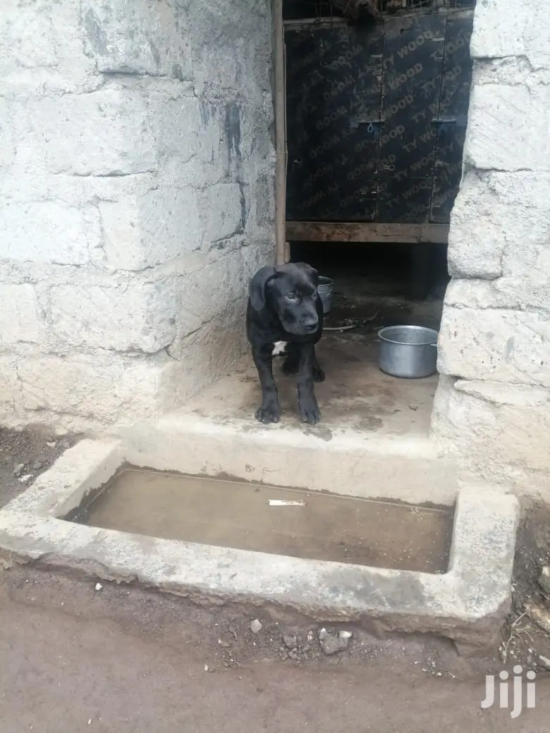 1-3 month Male Purebred Boerboel