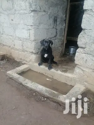 1-3 month Male Purebred Boerboel