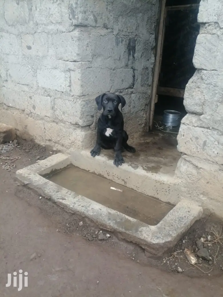 1-3 month Male Purebred Boerboel