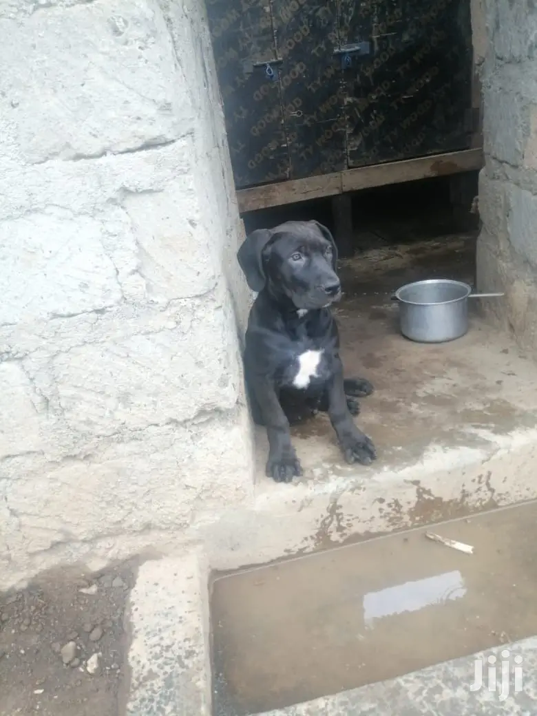 1-3 month Male Purebred Boerboel