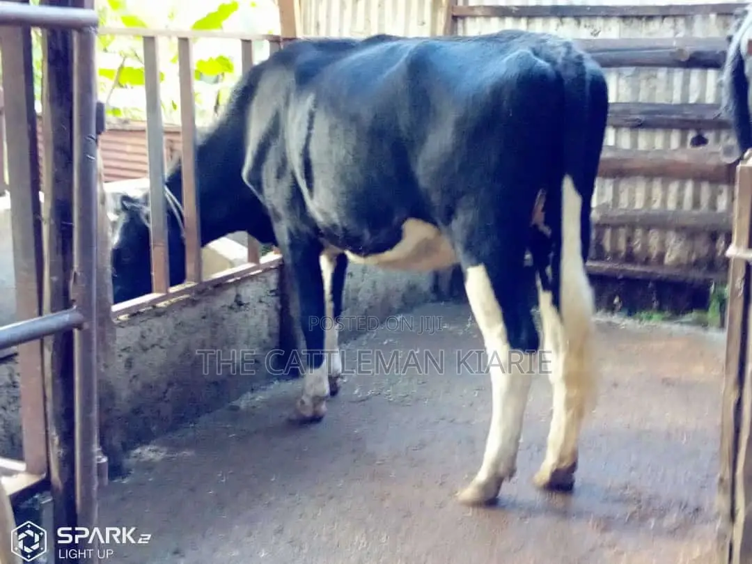 Pedigree Heifer.