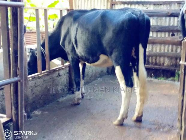 Pedigree Heifer. - thumbnail 3