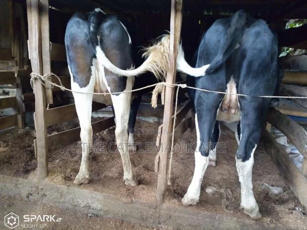 Pedigree Heifer. - thumbnail 2