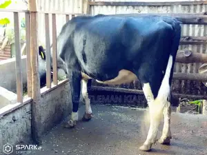 Pedigree Heifer.