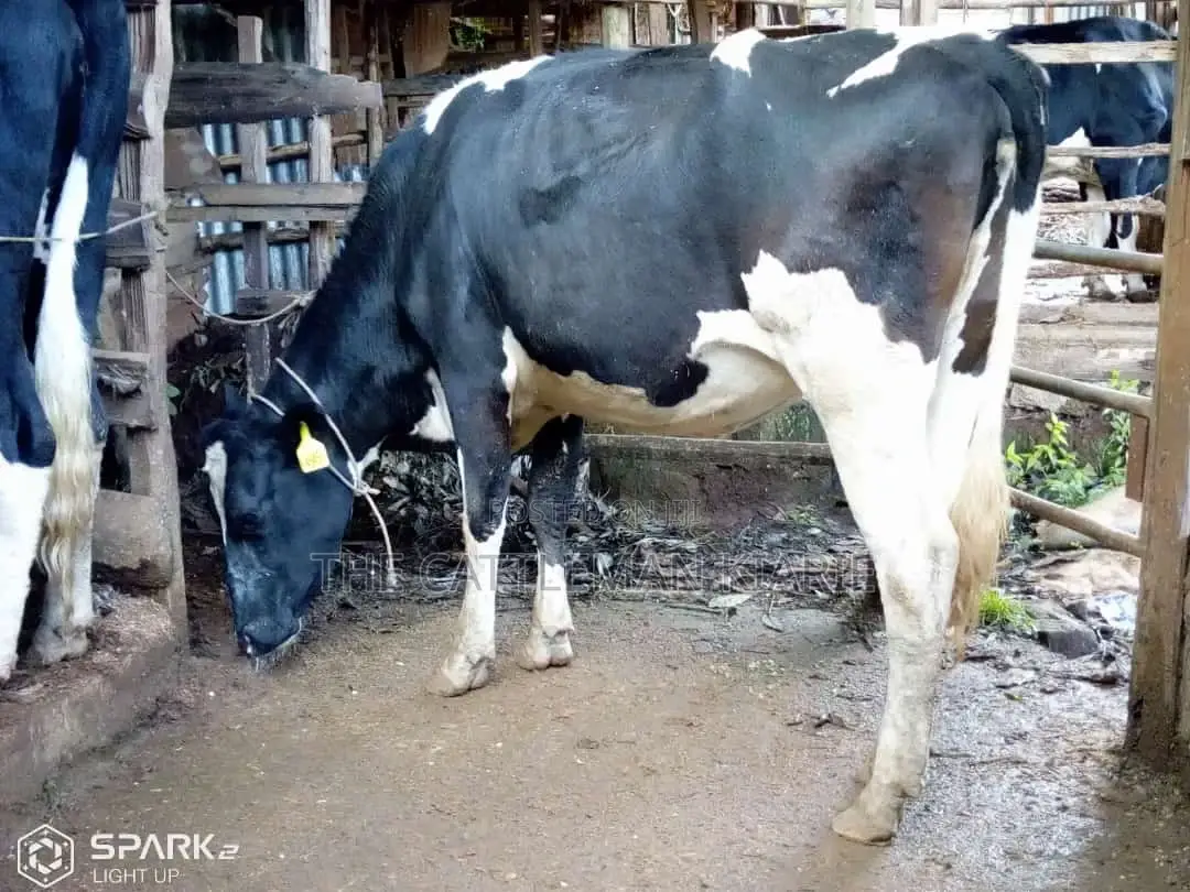 Pedigree Heifer.