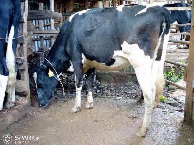 Pedigree Heifer. - thumbnail 6