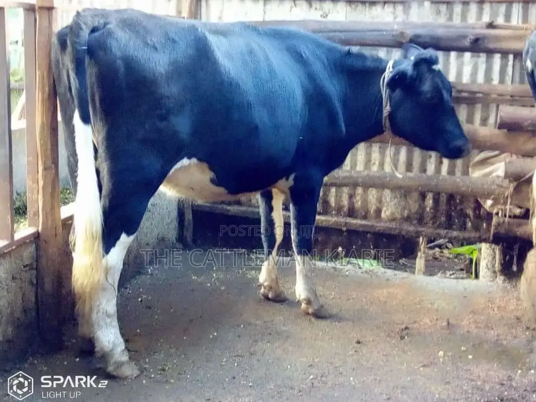 Pedigree Heifer.