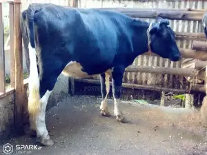 Pedigree Heifer.