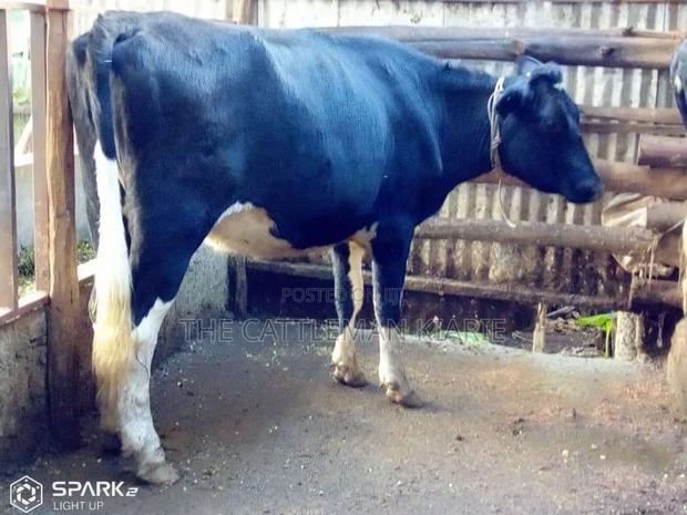 Pedigree Heifer. - thumbnail 5