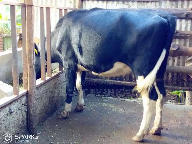 Pedigree Heifer. - main view