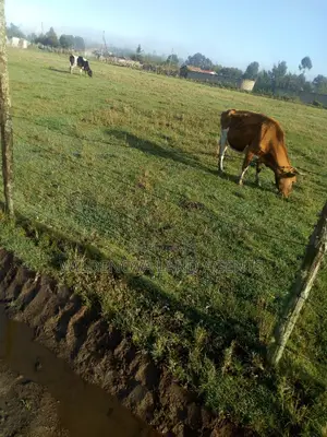 Plote on Sale at Mtonyora Kinangop