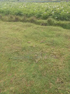 Plot on Sale at Magumu
