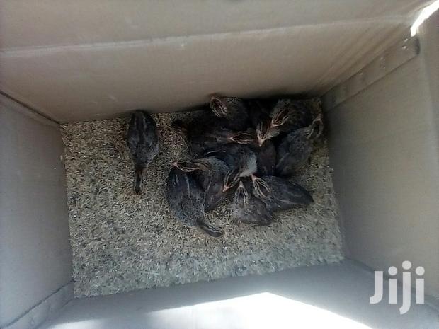 Healthy Mature Pure White(PAIR)Kanga.Whitechested Available. - thumbnail 5