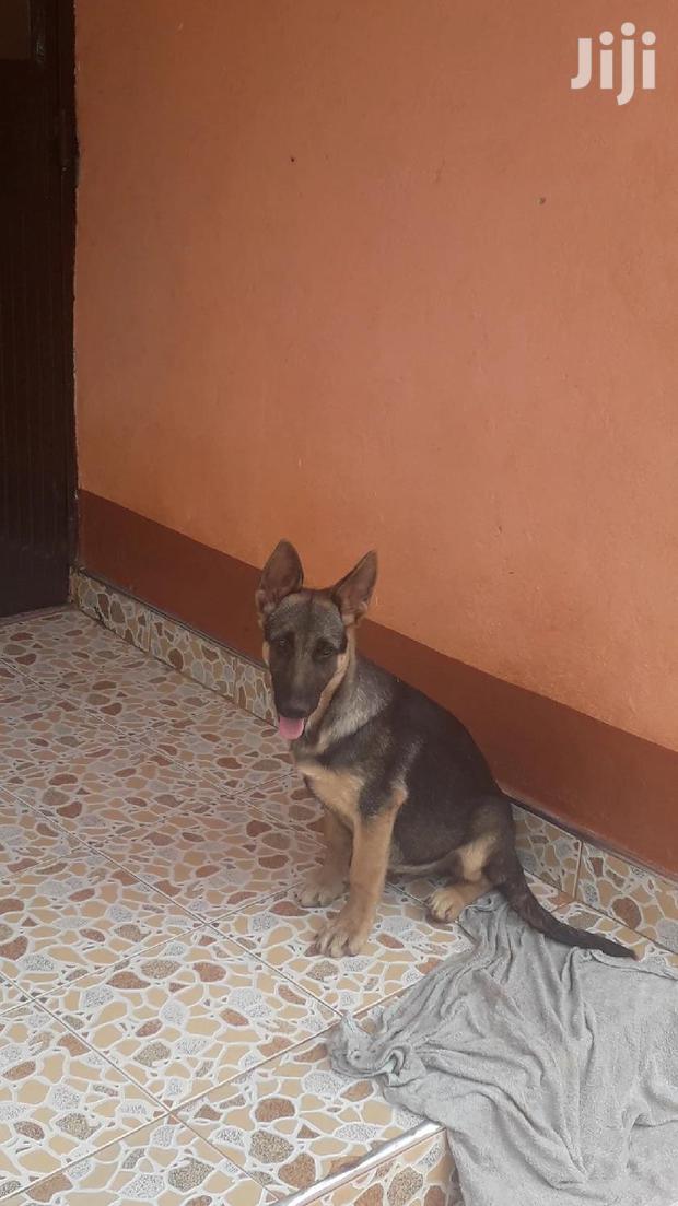 1-3 Month Female Purebred German Shepherd