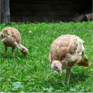 Turkey Chicks / Pullets. Royal Palm White Holland