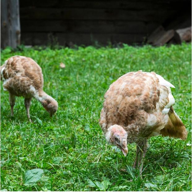 Turkey Chicks / Pullets. Royal Palm White Holland - thumbnail 2