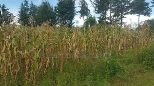 1/4 Plot Kuinet 300metres From Tarmac