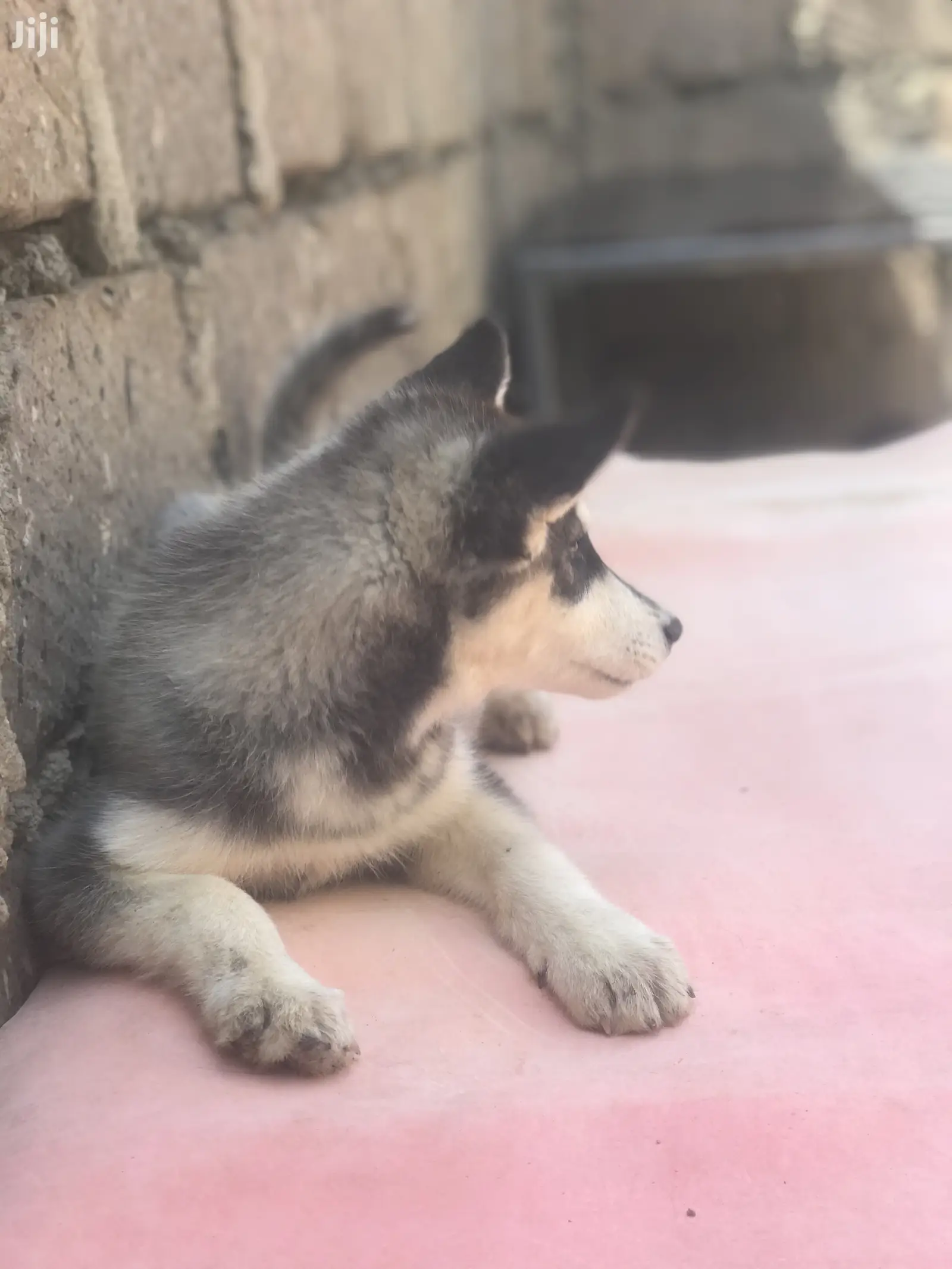 1-3 month Female Purebred Siberian Husky