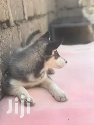 1-3 month Female Purebred Siberian Husky
