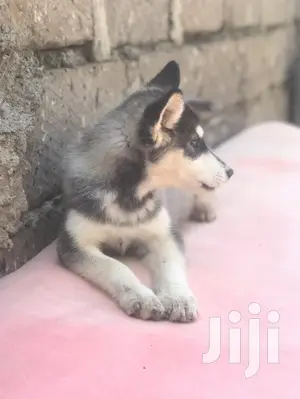 1-3 month Female Purebred Siberian Husky