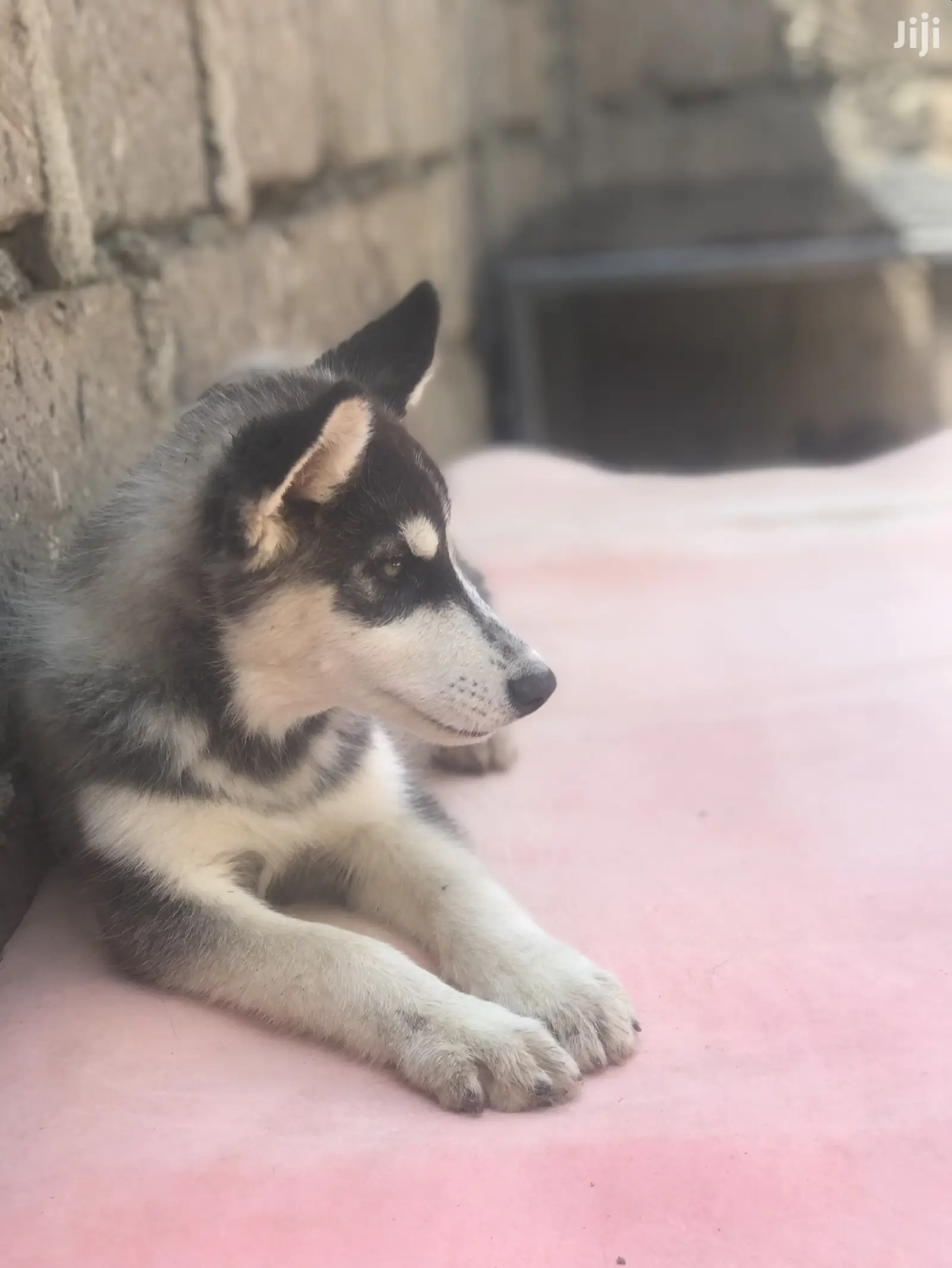1-3 month Female Purebred Siberian Husky