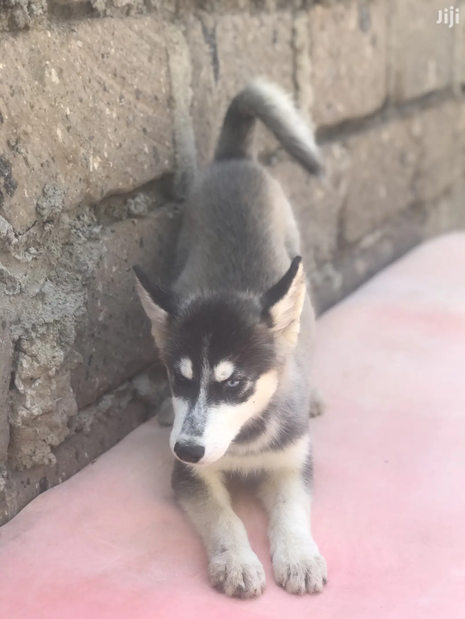 1-3 month Female Purebred Siberian Husky