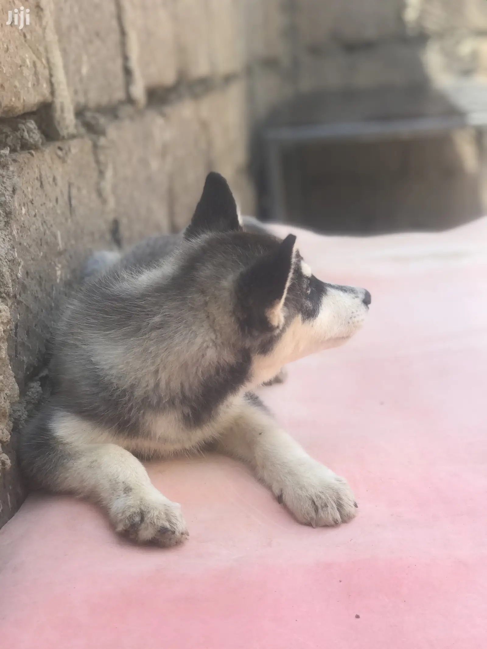 1-3 month Female Purebred Siberian Husky