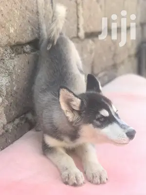 1-3 month Female Purebred Siberian Husky