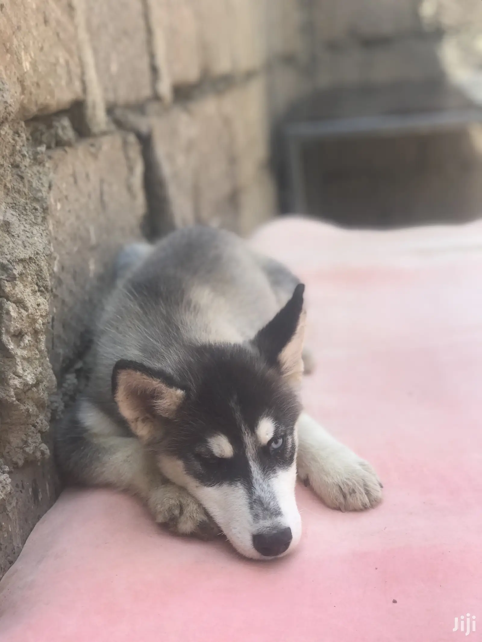 1-3 month Female Purebred Siberian Husky