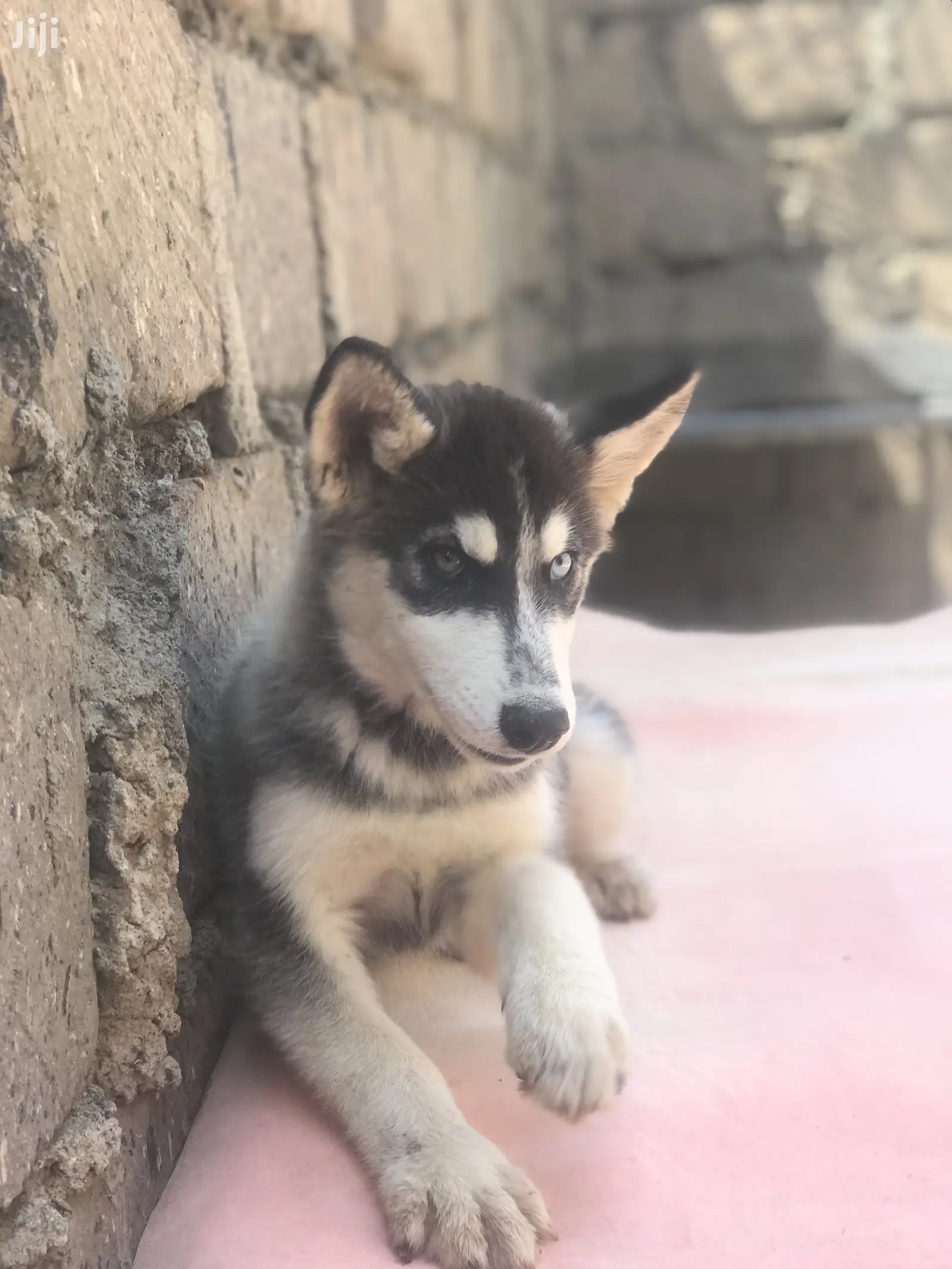 1-3 month Female Purebred Siberian Husky