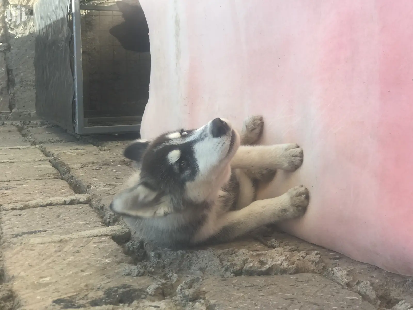 1-3 month Female Purebred Siberian Husky