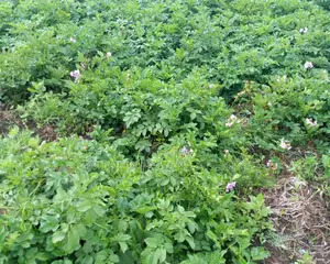 Plot On Sale At Mtonyora Kinangop
