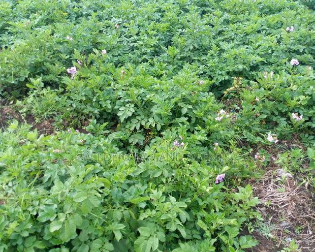 Plot On Sale At Mtonyora Kinangop