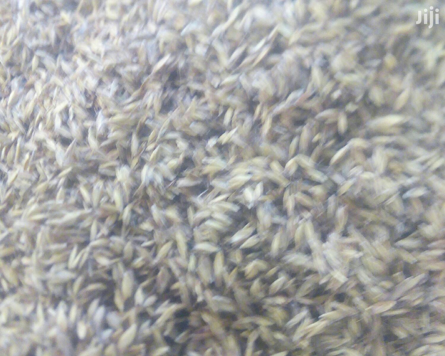Bhoma Rhodes(Hay) Seeds, Bricharia Seeds, Buffel Grass Seeds
