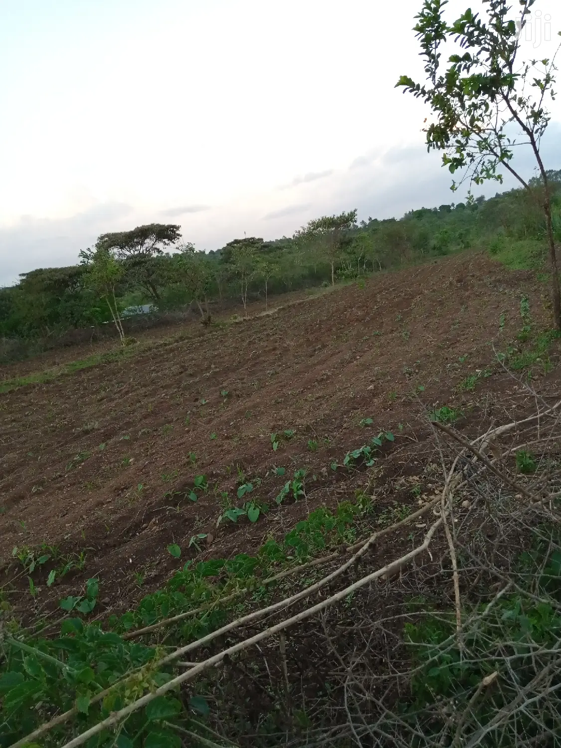 3 Acres at Masii Mbaani
