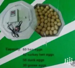 Best 60 Egg Incubator