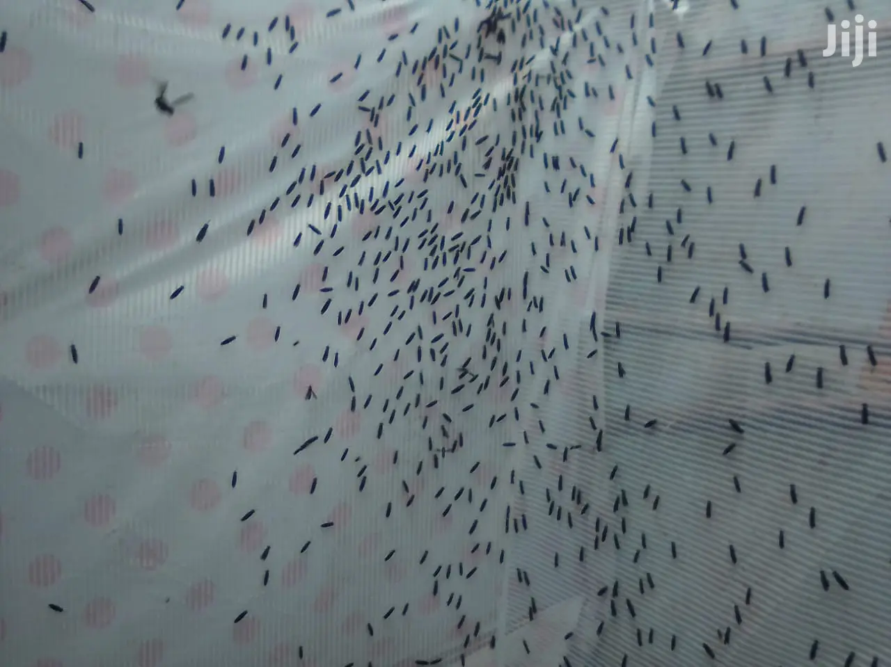 Black Soldier Flies