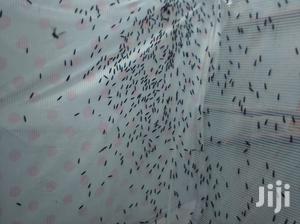 Black Soldier Flies - thumbnail 2