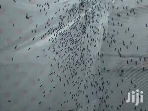 Black Soldier Flies