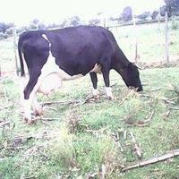 Tabitha Gathimba logo