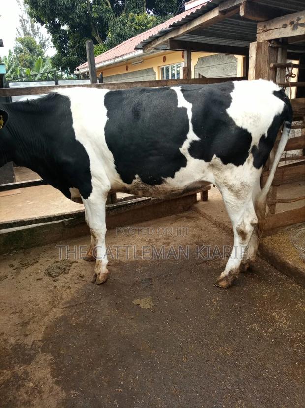 Dairy Heifer - main view