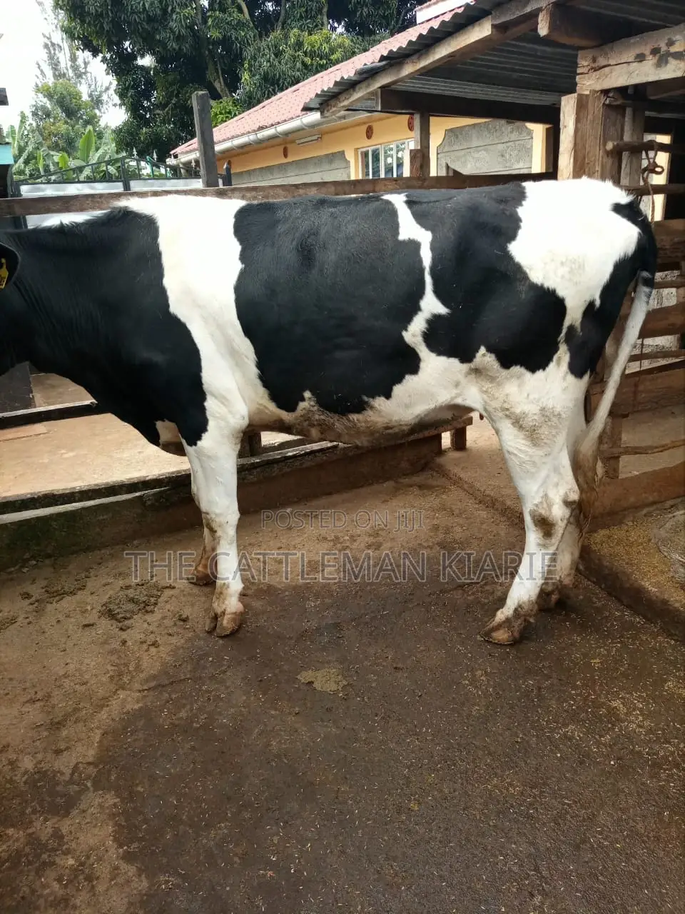 Dairy Heifer