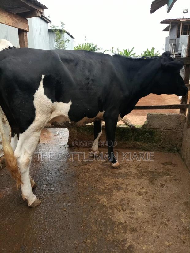 Dairy Heifer - thumbnail 3