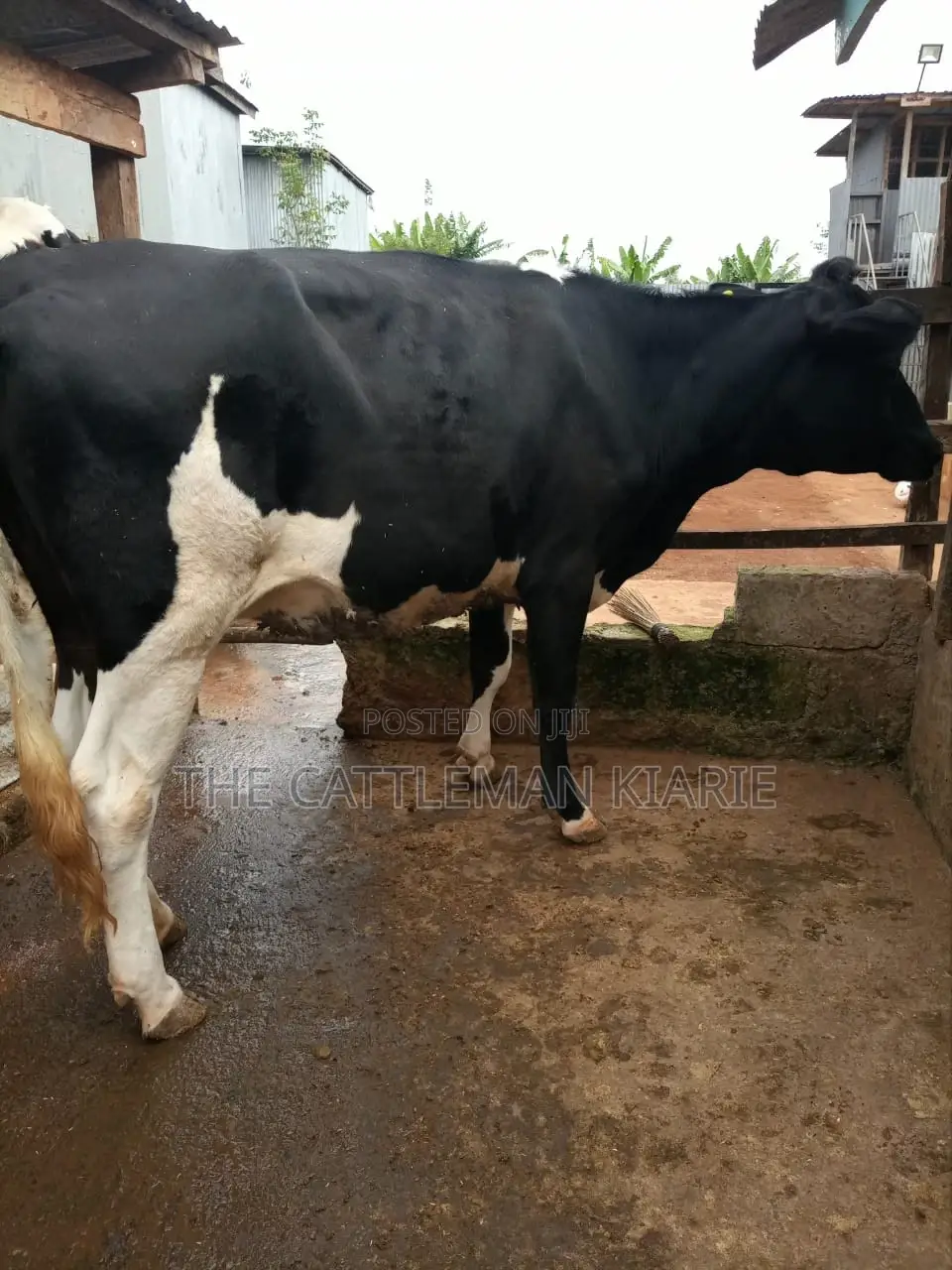 Dairy Heifer